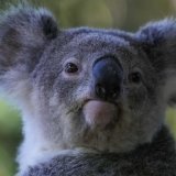 Le programme australien de suivi des koalas estime leur nombre actuel entre 95'000 et 238'000 (archives). KEYSTONE/AP/MARK BAKER